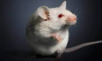 Bilim insanları gen tedavisiyle felçli farelerin yürümesini sağladı