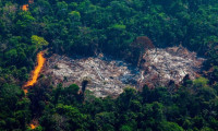 Amazonlar'da ormansızlaşma son yılların en yüksek seviyesinde