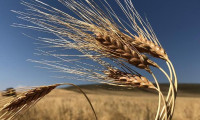 Buğdayda sertifikalı tohum satışı azaldı