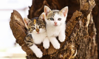 14 bin pound'u Türkiye'de sokak kedileri için harcadı