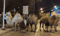 Sirkten kaçan 8 deve ve bir lama Madrid sokaklarında gezdi