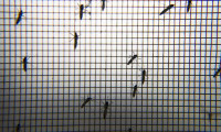 Hindistan'da Zika alarmı: 89 kişide tespit edildi