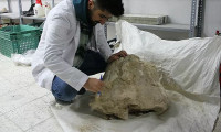 Kayseri'deki kazılarda gergedan kafatası bulundu