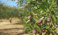 Yahudi yerleşimciler Filistinlilere ait zeytin ağaçlarını kesti
