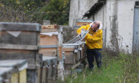 Arılar ölüyor, bal üretimi düşüyor