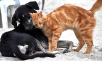 Kedi-köpek mamalarındaki KDV için 108 bin imza