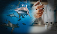 ABD'de yeni çalışma: Omikron'a karşı köpek balığı antikoru!