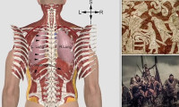 Vikinglerin kan donduran “kan kartalı” işkencesinin anatomik olarak mümkün olduğu kanıtlandı