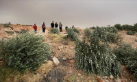 Filistin'de zulüm bitmiyor: 400 zeytin ağacını söktüler