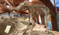 İngiltere'de taş ocağında mamut fosilleri bulundu