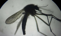 Bilim insanından çok önemli sivrisinek uyarısı