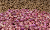 Patates ve kuru soğanın üretimi arttı