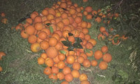 5 ton portakalı çalarken suçüstü yakalandılar