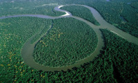 Facebook aracılığıyla satılık Amazon yağmur ormanları