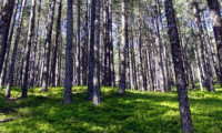 Orman Genel Müdürlüğü ormanların gençleşmesi için 411 milyon lira harcadı
