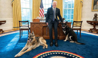 Joe Biden'ın köpeğinden yeni vukuat