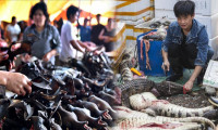DSÖ: Canlı hayvan pazarlarını kapatın
