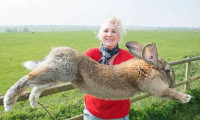 Dünyanın en büyük tavşanı çalındı