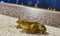 Başkentte yollar kurbağalar için kapatıldı