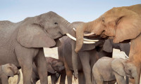 Fillerin intikamı! Kaçak avcının feci sonu