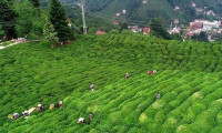 Rize'de çay tarımına ceza muafiyeti uygulandı