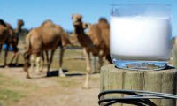 Pandemi döneminde , deve sütüne talep arttı