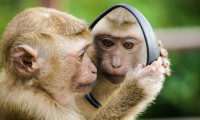 Hasta maymunlar sosyal mesafe kuralına uyuyor!
