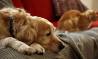 Evcil hayvanlarda 'ayrılık anksiyetesi' riski 