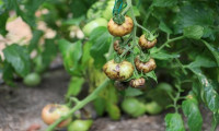 İsrail tohumlarından koronalı domates 