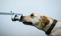 Köpekler korona vakalarını yüzde 97 oranında doğru tespit ediyor