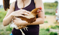 CDC’den ‘tavukları öpmeyin ve kucaklamayın’ uyarısı