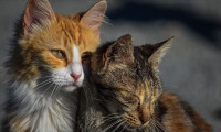 Türkiye’de ilk Kedi Müzesi açılacak