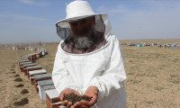 Bilinçsiz ilaçlama 750 kovandaki binlerce arıyı öldürdü