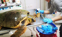 Plastik atık, ilk kez deniz kaplumbağalarının kaslarında da saptandı