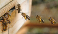 Bal arıları korona virüsü tespit edebilir mi? Heyecan veren sonuçlar ortaya çıktı