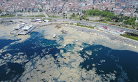 Marmara Denizi'nde salya araştırması