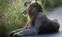 Hindistan'da iki aslan koronaya yakalandı