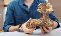 5 milyon yıllık kafatası gerçeği ortaya çıkardı!