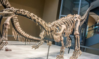Çin’de dinozor iskeleti bulundu