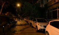 Beşiktaş'ta hafif ticari aracın üzerine ağaç devrildi