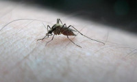 İstanbul'da vatandaşların sivrisinek rahatsızlığı devam ediyor