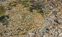 Su seviyesinin azaldığı Asi Nehri'nde çok sayıda balık öldü