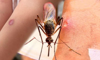 Sivrisinek ısırıklarına uzmanlardan uyarı
