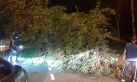 Üsküdar'da yola ağaç devrildi
