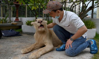 Başbakan müdahale etti, aslan Çinli sahibine geri verildi