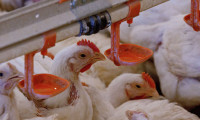 Tavuk eti ve yumurtasında üretim arttı