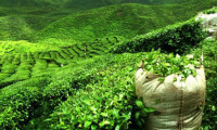 Selden etkilenen yaş çay fabrikaları üretime geçti