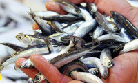 Marmara Denizi'nde küçük balıklar için dökme avcılık yasaklandı