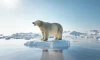 Arktik deniz buzunun kalbi bu yaz tamamen eriyebilir