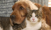 Sberbank hayvanlar için yüz tanıma sistemi geliştirdi
